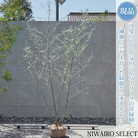 【ロシアンオリーブ】シルバーリーフ 株立ち 自然風樹形　樹高H≒270 × 枝張W≒150cm　高木 常緑樹 シンボルツリー 植木 庭木 樹木 植栽 和風 洋風 ガーデニング おしゃれ【送料無料】