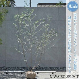 【ロシアンオリーブ】シルバーリーフ 株立ち 自然風樹形　樹高H≒255 × 枝張W≒140cm　高木 常緑樹 シンボルツリー 植木 庭木 樹木 植栽 和風 洋風 ガーデニング おしゃれ【送料無料】