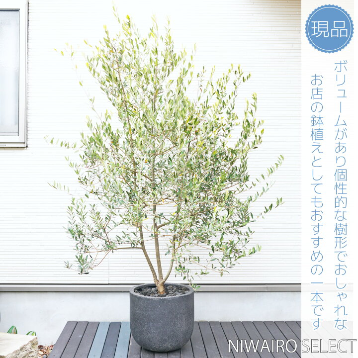 楽天市場】鉢植え【オリーブ】 ネバディロブランコ 自然樹形 全高H 