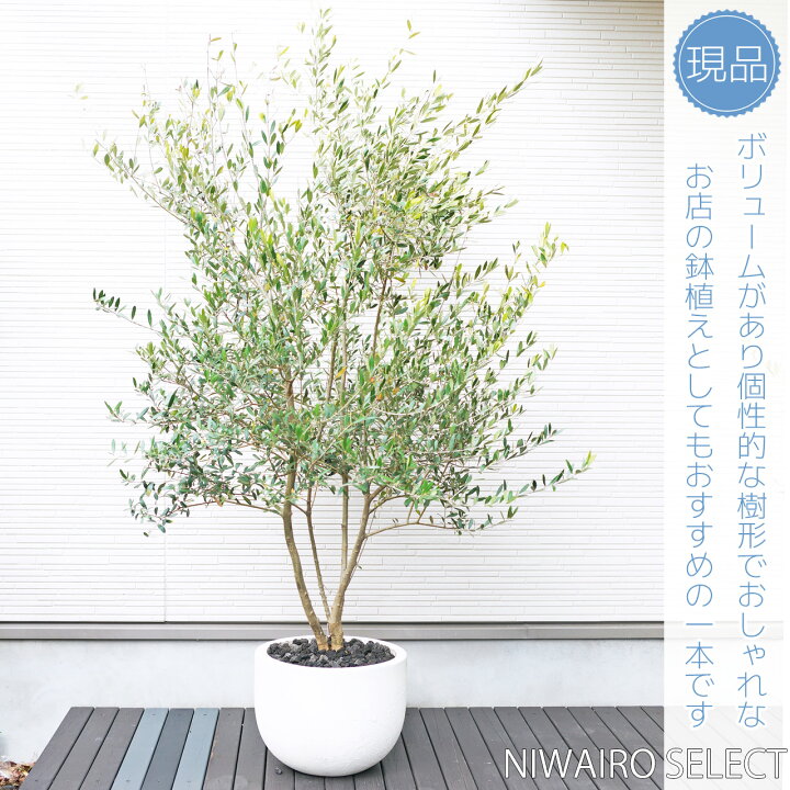 楽天市場】鉢植え【オリーブ】 ネバディロブランコ 自然樹形 全高H 