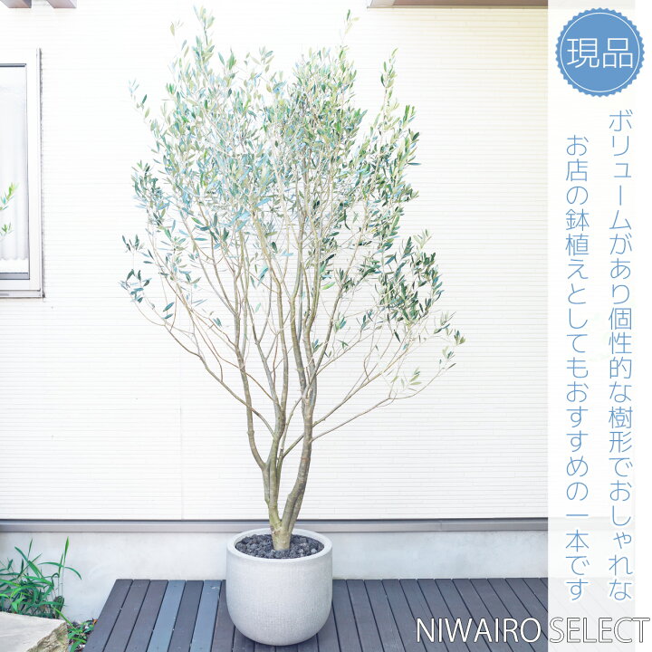 楽天市場】鉢植え【オリーブ】ひなかぜ 自然樹形 全高H≒210 × 枝張W 