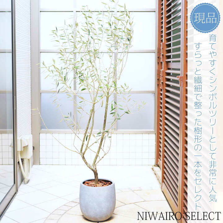 楽天市場】鉢植え【オリーブの木】ミッション 自然樹形 全高H≒170 