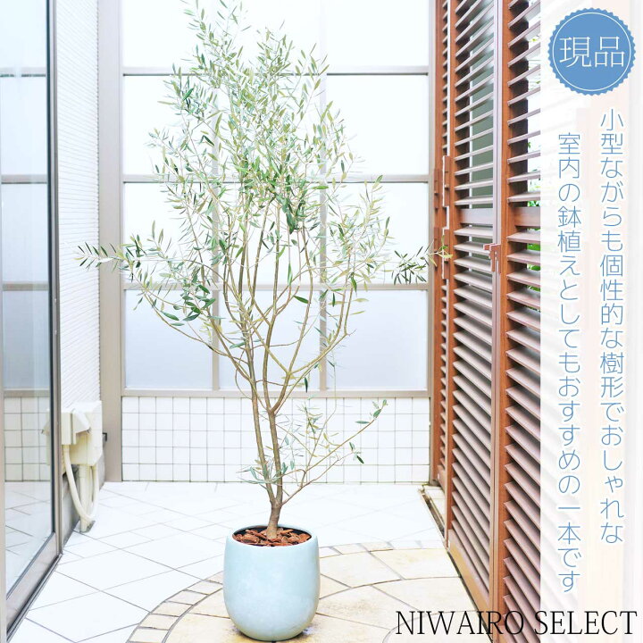 楽天市場】鉢植え【オリーブ】ミッション 自然樹形 全高H≒185 × 枝張W 