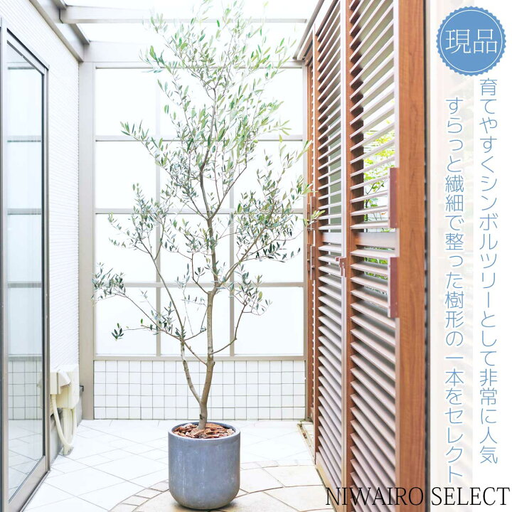 楽天市場】鉢植え【オリーブ】ルッカ 自然樹形 全高H≒230 × 枝張W 