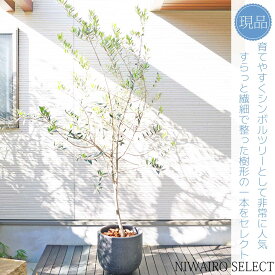 鉢植え【オリーブの木】 レッチーノ　自然樹形　全高H≒220 × 枝張W≒120cm　高木　常緑樹　シンボルツリー　ギフト　おしゃれ　プレゼント　お祝い　メッセージカード　小型　中型　大型　植木　庭木　樹木　植物　苗木　和風　ガーデニング　インテリア　エクステリア