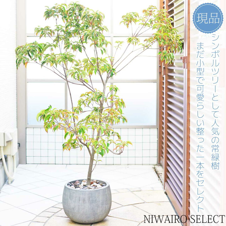 楽天市場】鉢植え【常緑ヤマボウシ】 山法師 ホンコンエンシス 月光 
