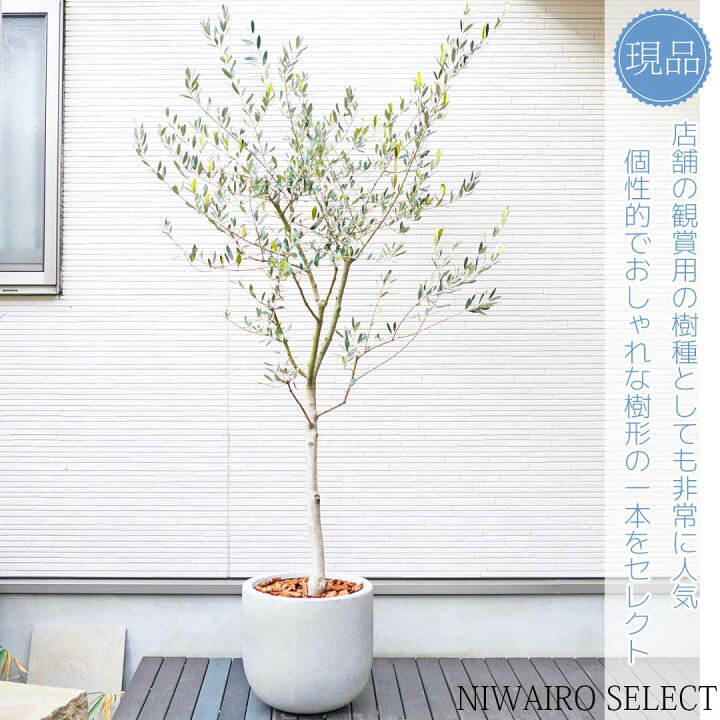楽天市場】鉢植え【オリーブの木】 ルッカ 自然樹形 全高H≒200 × 枝張 