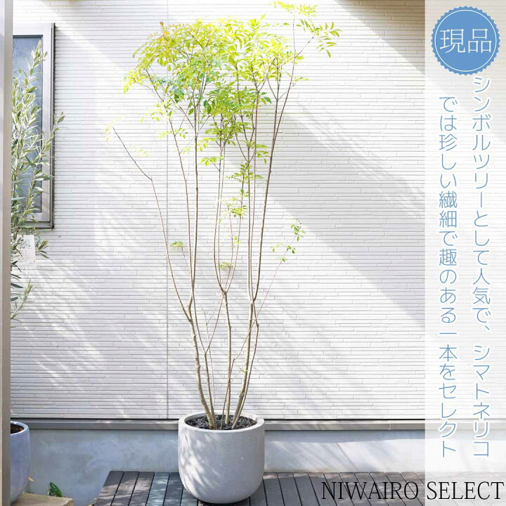 楽天市場】鉢植え【シマトネリコ】 株立ち 自然樹形 全高H≒210 × 枝張 