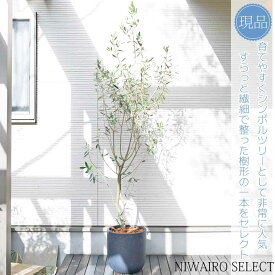 鉢植え【オリーブの木】 ミッション　自然樹形　全高H≒210 × 枝張W≒70cm　高木　常緑樹　シンボルツリー　ギフト　おしゃれ　プレゼント　お祝い　メッセージカード　小型　中型　大型　雑木風　植木　庭木　樹木　植物　ガーデニング　インテリア　エクステリア