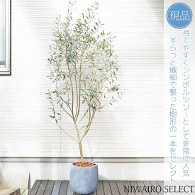 鉢植え【オリーブの木】 ミッション　自然樹形　全高H≒185 × 枝張W≒75cm　高木　常緑樹　シンボルツリー　ギフト　おしゃれ　プレゼント　お祝い　メッセージカード　小型　中型　大型　雑木風　植木　庭木　樹木　植物　ガーデニング　インテリア　エクステリア