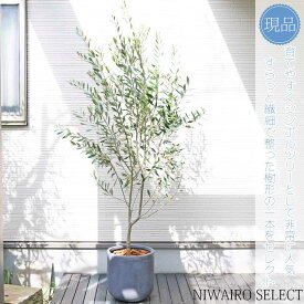 鉢植え【オリーブの木】 ミッション　自然樹形　全高H≒200 × 枝張W≒90cm　高木　常緑樹　ギフト　プレゼント　お祝い　メッセージカード　シンボルツリー　小型　中型　大型　雑木　植木　庭木　樹木　植栽　洋風　ガーデニング　おしゃれ　【送料無料】