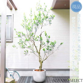 鉢植え【オリーブ】 ミッション　自然風樹形　全高H≒240 × 枝張W≒150cm　高木　常緑樹　ギフト　プレゼント　お祝い　シンボルツリー　小型　中型　大型　雑木　植木　庭木　樹木　植栽　洋風　ガーデニング　おしゃれ【送料無料】