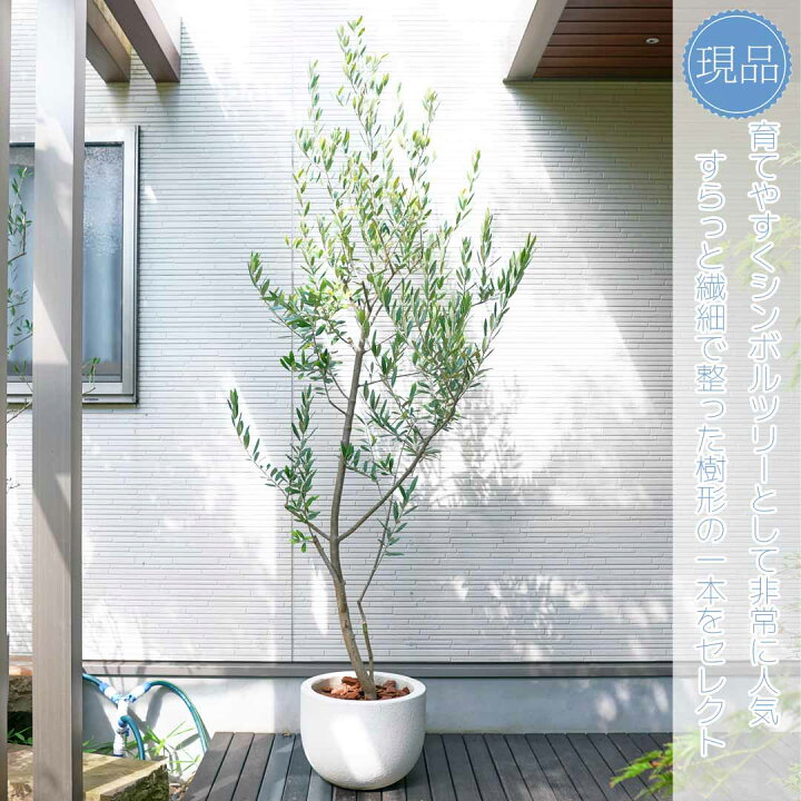 楽天市場】【現品】鉢植え【オリーブの木】レッチーノ 自然風樹形 全高 