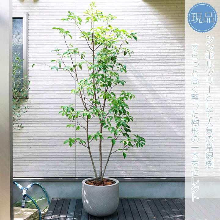 楽天市場】鉢植え【常緑ヤマボウシ】山法師 ホンコンエンシス 月光 