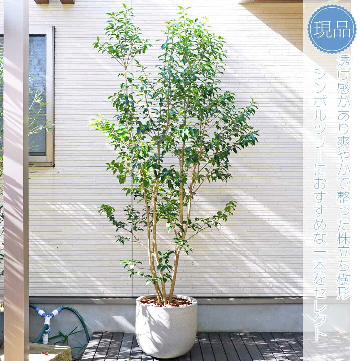 楽天市場】鉢植え【ソヨゴ】株立ち 自然風樹形 雌株 全高H≒215 × 枝張 