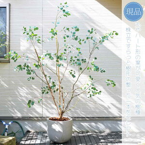 yizAy[Jz||X I[W[vc  R`@SH200 × }W150cm@ Ύ Mtg v[g j V{c[ A   A a m