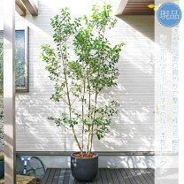 楽天市場】雌雄 ソヨゴの通販