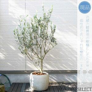 シンボルツリー 常緑樹 オリーブ 植木 盆栽の人気商品・通販・価格比較 