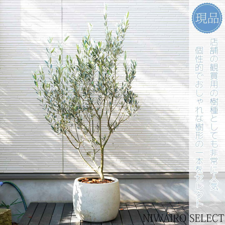 楽天市場】鉢植え【オリーブの木】モライオロ 自然風樹形 全高H≒155 