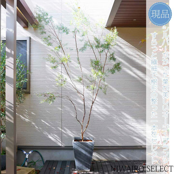 楽天市場】鉢植え【シルバーティーツリー】メラレウカ オージー 