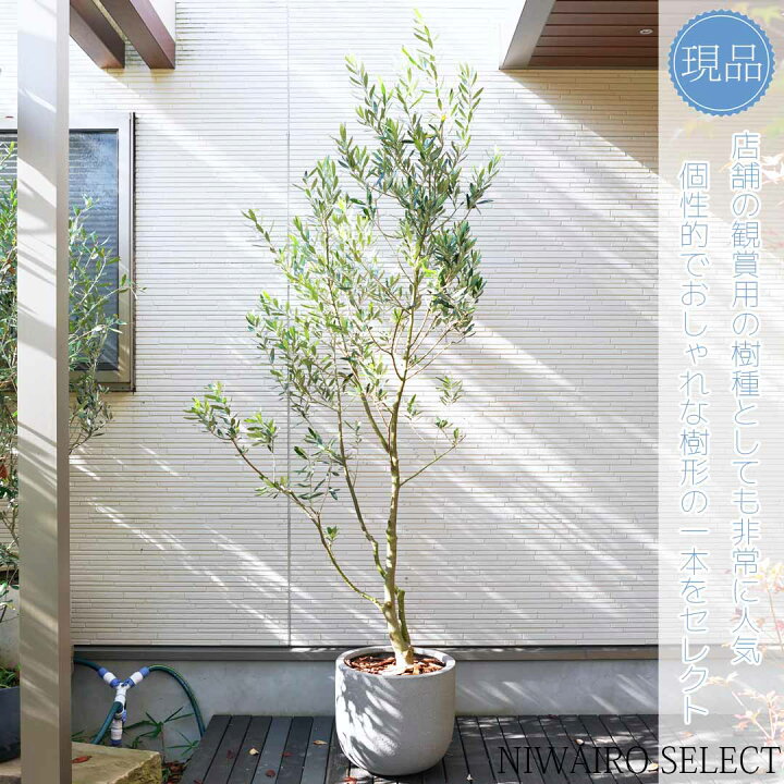 楽天市場】鉢植え【オリーブの木】チプレッシーノ 自然風樹形 全高H 