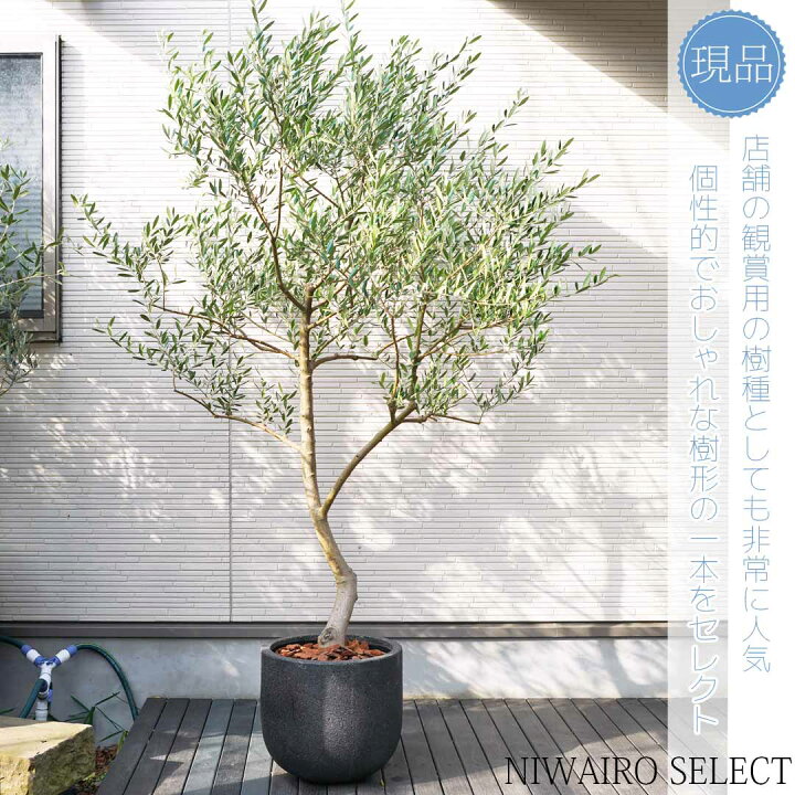 楽天市場】【現品】鉢植え【オリーブの木】ネバディロブランコ 自然風 