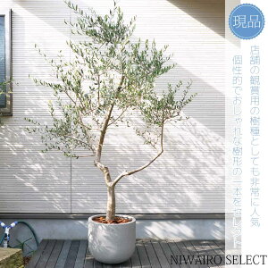 yizAyI[u̖؁ztgCI R`@SH200 × }W130cm@ Ύ Mtg v[g j V{c[ A   A a m K[fjO 