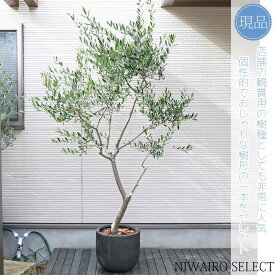 【現品】鉢植え【オリーブの木】ルッカ 自然風樹形　全高H≒225 × 枝張W≒130cm　高木 常緑樹 ギフト プレゼント お祝い シンボルツリー 植木 庭木 樹木 植栽 和風 洋風 ガーデニング おしゃれ【送料無料】