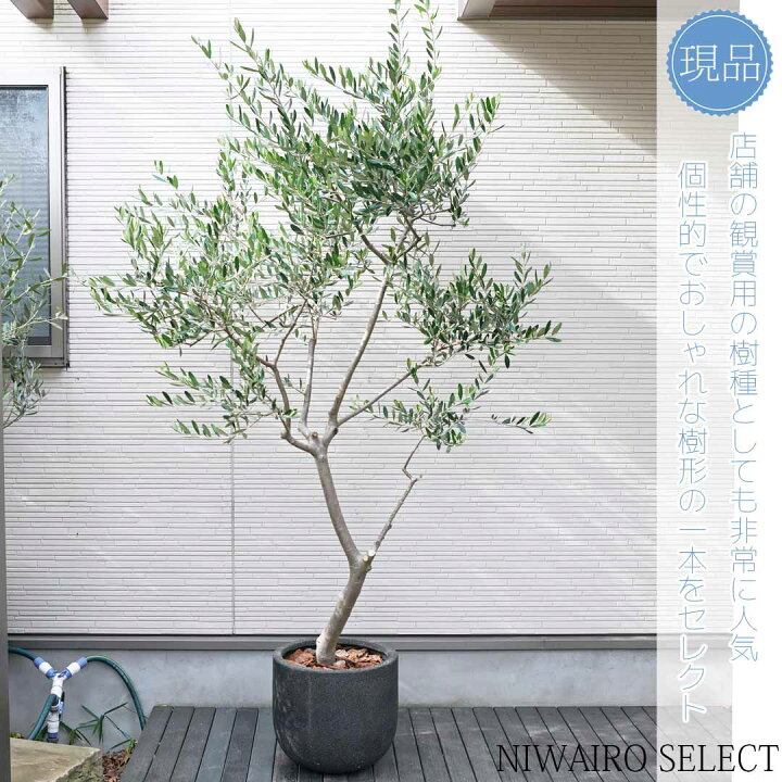 楽天市場】【現品】鉢植え【オリーブの木】ルッカ 自然風樹形 全高H 