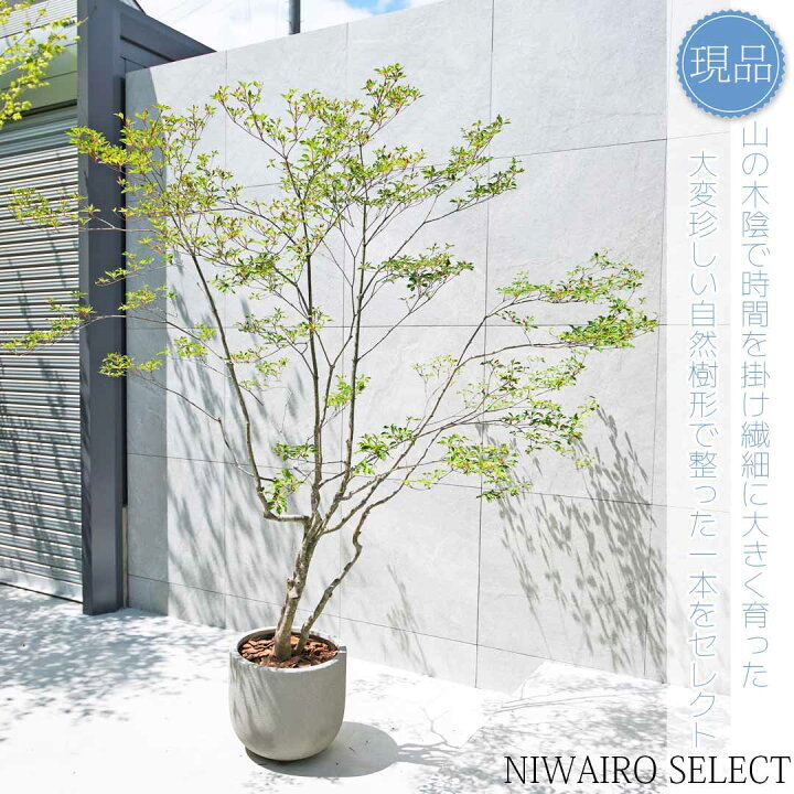 楽天市場】【現品】鉢植え 山採り【大型ドウダンツツジ】灯台躑躅 株 