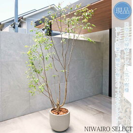【現品】鉢植え【ハイノキ】本株立ち 自然風樹形　全高H≒230 × 枝張W≒140cm　高木 常緑樹 ギフト プレゼント お祝い 新築祝い シンボルツリー 植木 庭木 樹木 植栽 和風 洋風 ガーデニング おしゃれ【送料無料】