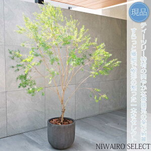 yizAybhWFzeB[c[ EJ I[W[vc R`@SH170 × }W120cm@ Ύ Mtg v[g j Vzj V{c[ A 