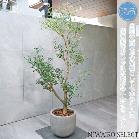 【現品】鉢植え【オリーブの木】ネバディロブランコ 自然風樹形　全高H≒180 × 枝張W≒95cm　高木 常緑樹 ギフト プレゼント お祝い 新築祝い シンボルツリー 植木 庭木 樹木 植栽 和風 洋風 ガーデニング おしゃれ【送料無料】