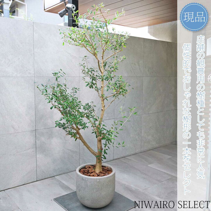 楽天市場】【現品】鉢植え【オリーブの木】ネバディロブランコ 自然風 
