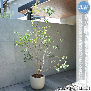 yizAy[Jz||X I[W[vc R`@SH225 × }W130cm@ Ύ Mtg v[g j Vzj V{c[ A   A a m