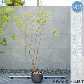【現品】鉢植え 山採り【大型ドウダンツツジ】灯台躑躅 本株立ち 自然風樹形　全高H≒260 × 枝張W≒140cm　高木 落葉樹 ギフト プレゼント お祝い 新築祝い シンボルツリー 植木 庭木 樹木 植栽 和風 洋風 ガーデニング おしゃれ【送料無料】