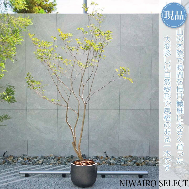 楽天市場】【現品】鉢植え 山採り【大型ドウダンツツジ】灯台躑躅 本株 