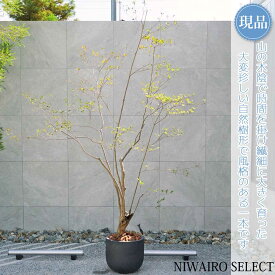 【現品】鉢植え 山採り【大型ドウダンツツジ】灯台躑躅 本株立ち 自然風樹形　全高H≒250 × 枝張W≒180cm　高木 落葉樹 ギフト プレゼント お祝い 新築祝い シンボルツリー 植木 庭木 樹木 植栽 和風 洋風 ガーデニング おしゃれ【送料無料】