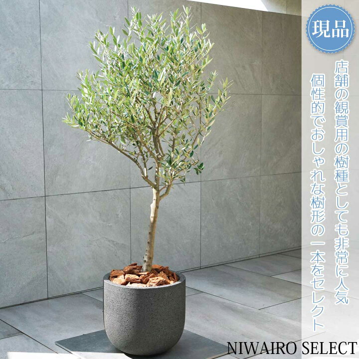 楽天市場】【現品】鉢植え【オリーブの木】ミッション 自然風樹形 全高 