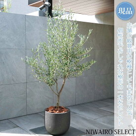 【現品】鉢植え【オリーブの木】アスコラーナ 自然風樹形　全高H≒200 × 枝張W≒100cm　高木 常緑樹 ギフト プレゼント お祝い 新築祝い シンボルツリー 植木 庭木 樹木 植栽 和風 洋風 ガーデニング おしゃれ【送料無料】