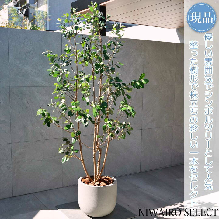 楽天市場】【現品】鉢植え【フェイジョアの木】本株立ち 自然風樹形 