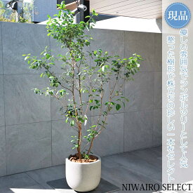 【現品】鉢植え【フェイジョアの木】株立ち 自然風樹形　全高H≒190 × 枝張W≒110cm　高木 常緑樹 ギフト プレゼント お祝い 新築祝い シンボルツリー 植木 庭木 樹木 植栽 和風 洋風 ガーデニング おしゃれ【送料無料】