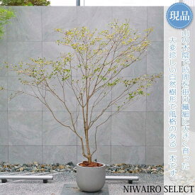 【現品】鉢植え 山採り【大型ドウダンツツジ】灯台躑躅 自然風樹形　全高H≒220 × 枝張W≒180cm　高木 落葉樹 ギフト プレゼント お祝い 新築祝い シンボルツリー 植木 庭木 樹木 植栽 和風 洋風 ガーデニング おしゃれ【送料無料】