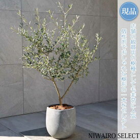 【現品】鉢植え【オリーブの木】アルベキナ アルベキーナ 自然風樹形　全高H≒120 × 枝張W≒80cm　高木 常緑樹 ギフト プレゼント お祝い 新築祝い シンボルツリー 植木 庭木 樹木 植栽 和風 洋風 ガーデニング おしゃれ【送料無料】