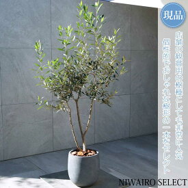 【現品】鉢植え【オリーブの木】ヒナカゼ ひなかぜ 自然風樹形　全高H≒155 × 枝張W≒80cm　高木 常緑樹 ギフト プレゼント お祝い 新築祝い シンボルツリー 植木 庭木 樹木 植栽 和風 洋風 ガーデニング おしゃれ【送料無料】