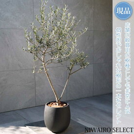 【現品】鉢植え【オリーブの木】マンザニロ 自然風樹形　全高H≒145 × 枝張W≒80cm　高木 常緑樹 ギフト プレゼント お祝い 新築祝い シンボルツリー 植木 庭木 樹木 植栽 和風 洋風 ガーデニング おしゃれ【送料無料】