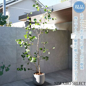 【現品】鉢植え【ユーカリ】ポポラス オージープランツ 株立ち 自然風樹形　全高H≒260 × 枝張W≒120cm　高木 常緑樹 ギフト プレゼント お祝い 新築祝い シンボルツリー 植木 庭木 樹木 植栽 和風 洋風 ガーデニング おしゃれ【送料無料】