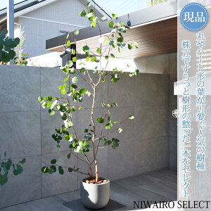 yizAy[Jz||X I[W[vc  R`@SH260 × }W120cm@ Ύ Mtg v[g j Vzj V{c[ A   A 