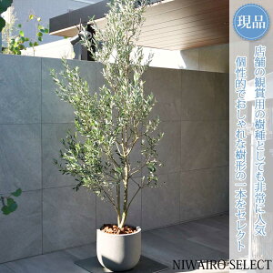 yizAyI[u̖؁zCI R`@SH200 × }W100cm@ Ύ Mtg v[g j Vzj V{c[ A   A a m K[fj