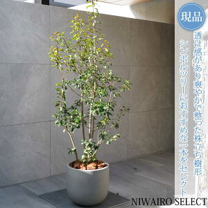 Ay\Sz R` @SH175 × }W70cm@ Ύ Mtg v[g j Vzj V{c[ A   A a m K[fjO 